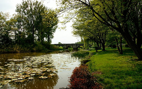 arboles, naturaleza, rio, Sfondo HD HD wallpaper