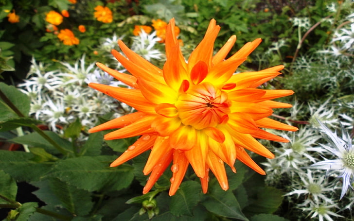ดอกไม้สด Orange Dahlia star HD TV Wallpaper สำหรับแท็บเล็ตแล็ปท็อปเดสก์ท็อปและโทรศัพท์มือถือ 3840 × 2400, วอลล์เปเปอร์ HD