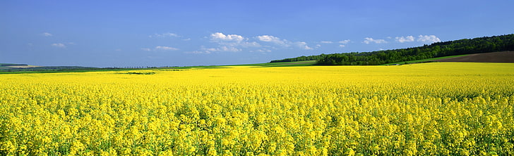 Mustard Flower Field, green fields, Nature, Landscape, Flower, Field, Mustard, HD wallpaper