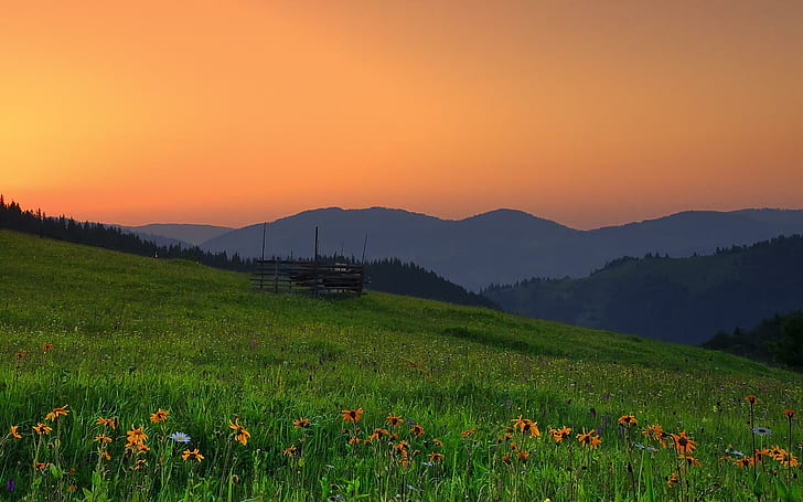 Romania Hills Sunset Field Flowers Paysage Photos, paysages, champ, fleurs, collines, paysage, photos, roumanie, coucher de soleil, Fond d'écran HD