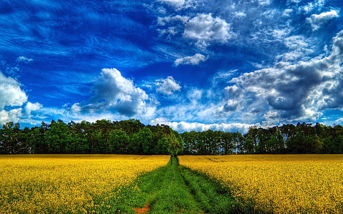 보스크, naturaleza, nubes, paisaje, HD 배경 화면 HD wallpaper