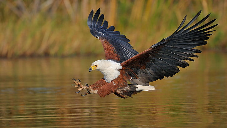 African Fish Eagle Haliaeetus Vocifer Desktop Wallpaper Hd Widescreen Free Download, HD wallpaper