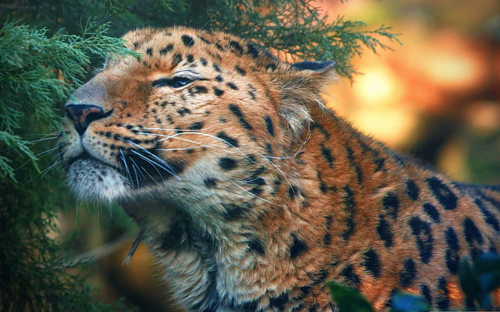 amur, lindo, leopardo, Fondo de pantalla HD