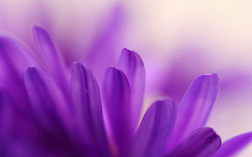 花、マクロ、自然、紫色の花、植物、 HDデスクトップの壁紙 HD wallpaper