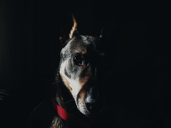 kurzhaariger schwarzbrauner Hund, Hund, Maulkorb, Halsband, Look, HD-Hintergrundbild