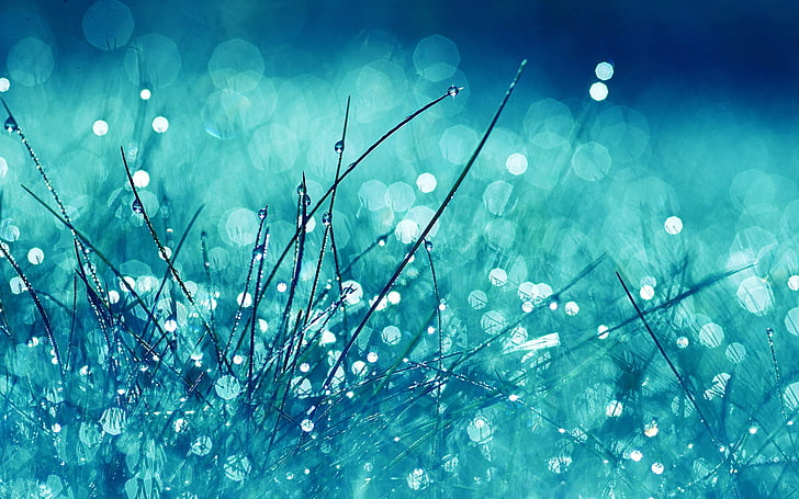 water drops, grass, glare, glitter, light, bright, HD wallpaper