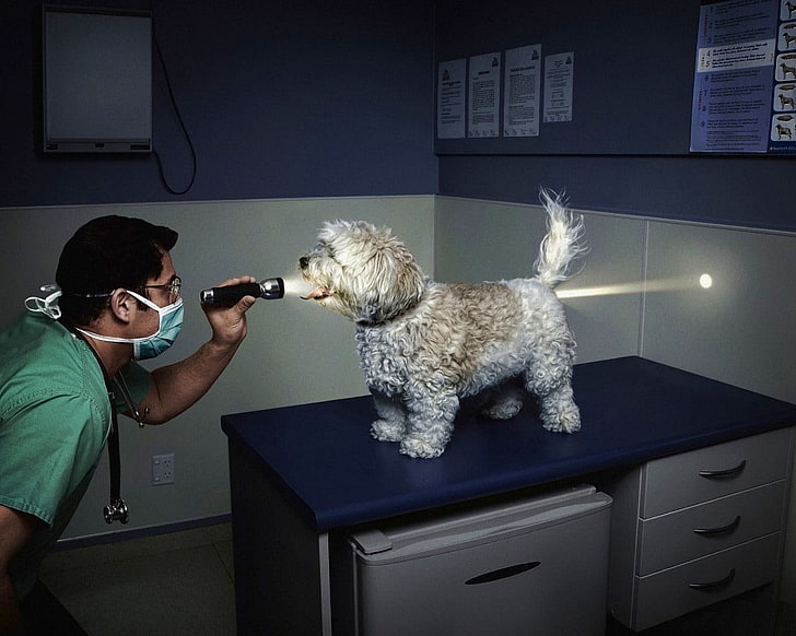 medium-coated white and tan dog, light, the vet, flashlight, HD wallpaper