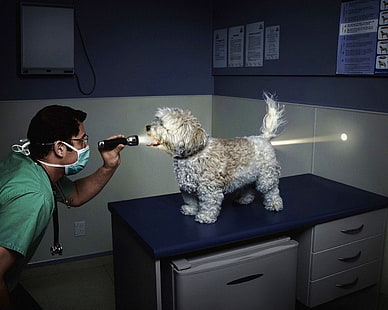 medium-coated white and tan dog, light, the vet, flashlight, HD wallpaper HD wallpaper