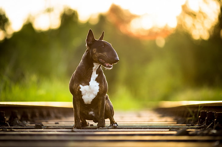 Hund, Eisenbahn, HD-Hintergrundbild