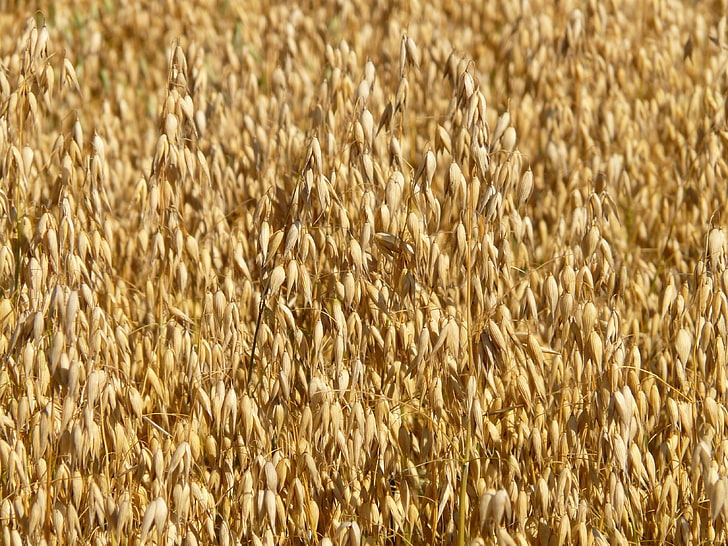 agriculture, close up, cropland, crops, daytime, field, grain, oat field, oats, sunny, withered, HD wallpaper
