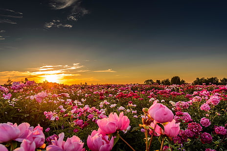 różowe kwiaty róży, pole, słońce, zachód słońca, kwiaty, przyroda, horyzont, piwonie, Tapety HD HD wallpaper