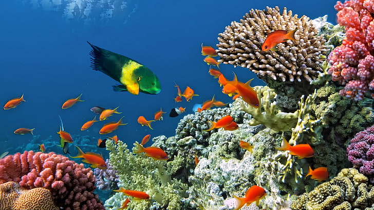 ปะการังและปลา, วอลล์เปเปอร์ HD