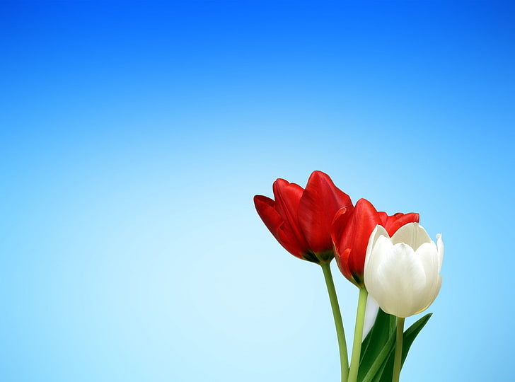 Tulips, white and red tulip, Nature, Flowers, Blue, Tulips, Flower, Spring, Color, White, Blossom, Bloom, flora, aesthetics, aesthetic, screen background, HD wallpaper