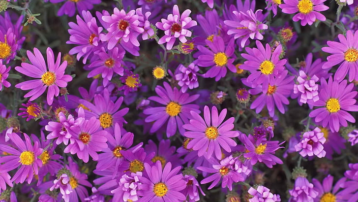 purple daisies, flowers, purple, petals, pollen, close-up, HD wallpaper