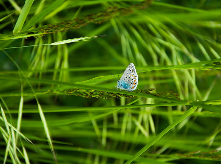 الفراشة ، الفراشة الزرقاء الشائعة ، الحيوانات ، الحشرات، خلفية HD