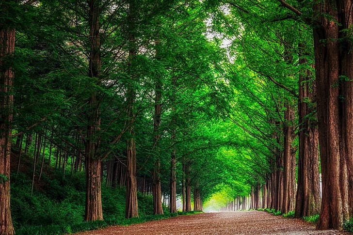 road, forest, trees, landscape, nature, alley, South Korea, metasequoia, HD wallpaper