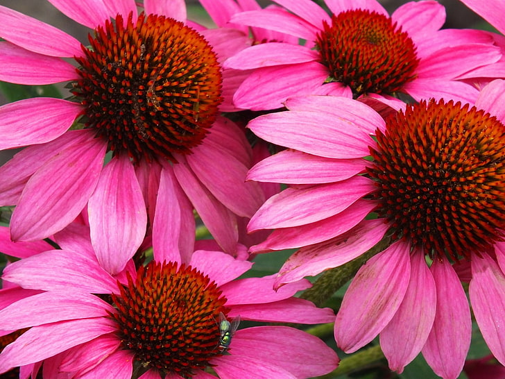 Flowers, Coneflower, Close-Up, Earth, Echinacea, Flower, Fly, Pink Flower, HD wallpaper