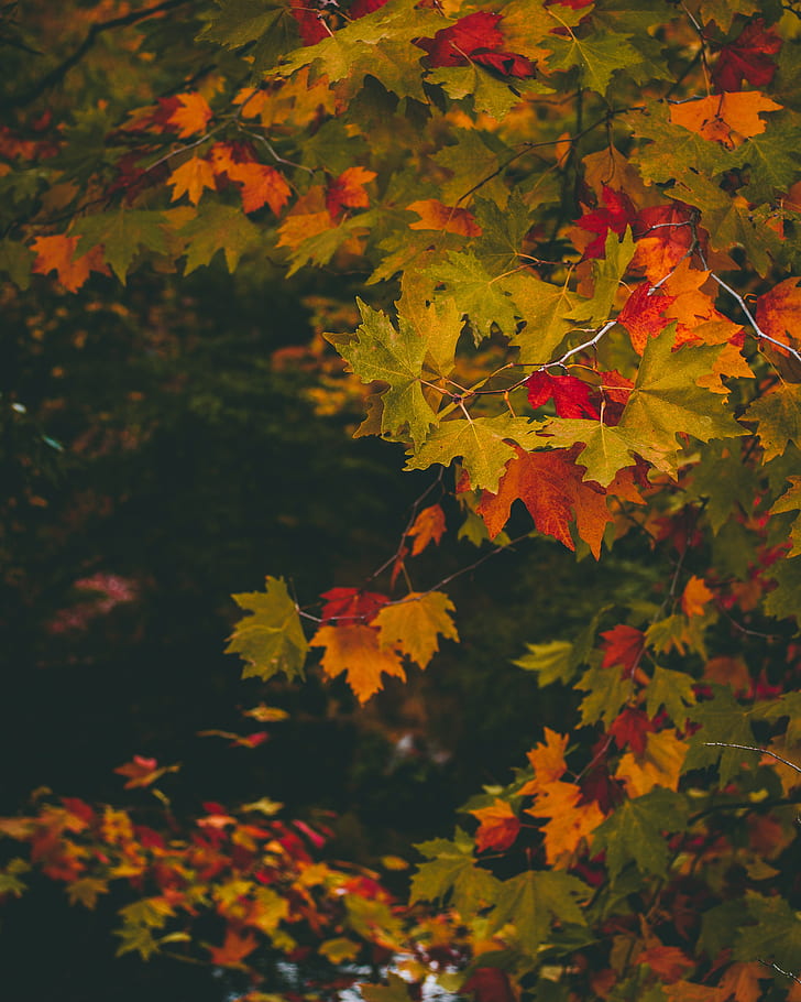 maple, autumn, branches, leaves, blur, colorful, HD wallpaper