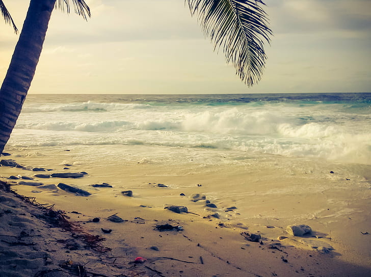 foto da praia, costa, foto, Fuvahmulah Maldivas, Sunset beach, árvore, palma, ilha tropical, mar, praia, natureza, areia, verão, tropical Clima, férias, litoral, céu, ao ar livre, HD papel de parede