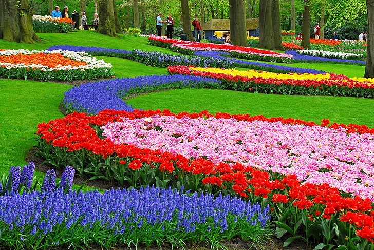 цветя от различни цветове, лалета, зюмбюл, мускари, цветна леха, парк, красота, HD тапет