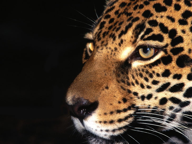Jaguar Animal, black and brown cheetah, Animals, , amazing animals  wallpapers, HD wallpaper | Wallpaperbetter