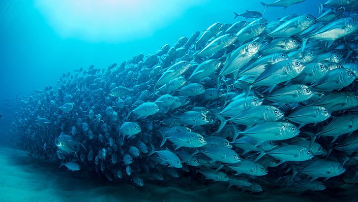 berenang, berenang, ikan, sekolah ikan, sekolah, bawah air, ikan, biologi kelautan, aqua, air, samudra, laut, pirus, perikanan, Wallpaper HD