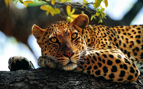 Cheetah lying on tree trunk, leopard, animals, jaguars, nature, big cats, HD wallpaper HD wallpaper
