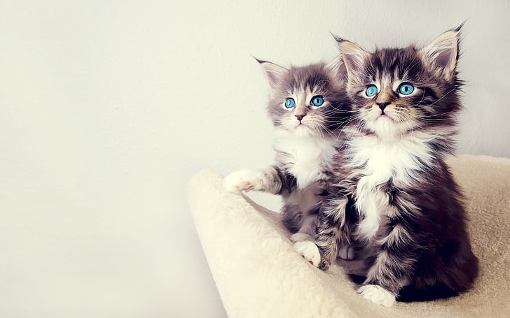 two short-haired gray kittens, cat, blue eyes, kittens, animals, HD wallpaper