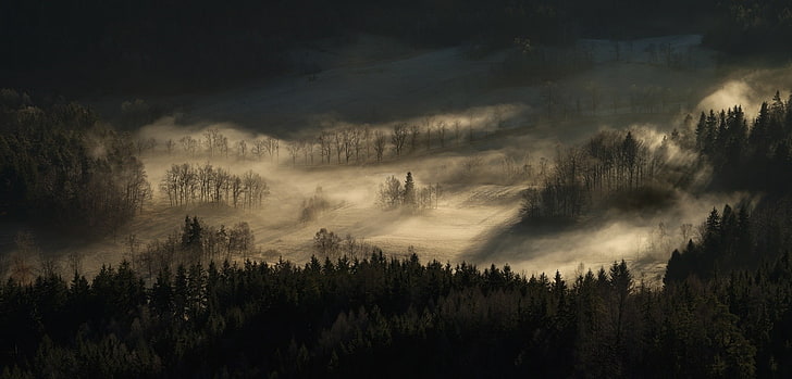 natura, paesaggio, nebbia, foresta, colline, alberi, mattina, Sfondo HD