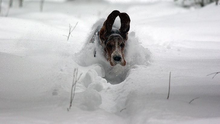 corrida engraçada na foto de cachorro basset hound de neve, HD papel de parede