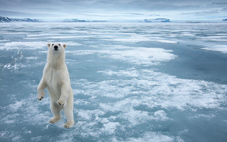 Urso polar no gelo ártico frio, urso polar branco, Polar, Urso, frio, ártico, gelo, HD papel de parede