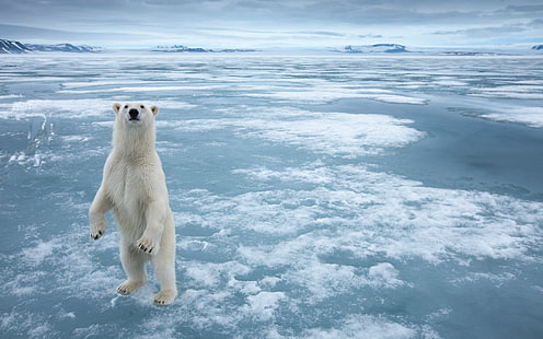 Beruang kutub di es Kutub Utara yang dingin, beruang kutub putih, Kutub, Beruang, Dingin, Kutub Utara, Es, Wallpaper HD HD wallpaper