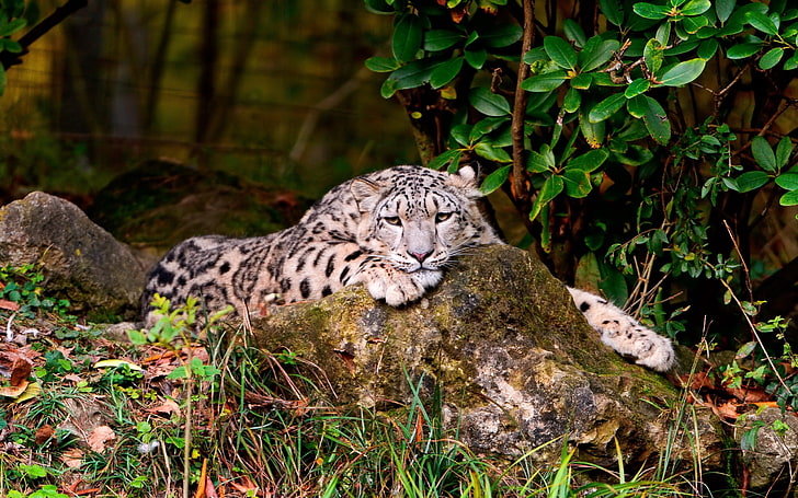 leopard, leopard, grass, rocks, lying, HD wallpaper