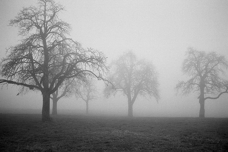 green tree covered in fogs\, ilford, ilford, Hütten, Ilford, green tree, covered, fogs, Ric, Capucho, Contax, T2, Film, Analog, Analogue, 35mm, Grain, Street Photography, Switzerland, Zurich, Black  White, B/W, Candid, Decisive Moment, Creative Commons, Flickr, Explore, Scout, prime lens, eyed, City, Snap, photography, portrait, tog, tree, nature, fog, mist, forest, landscape, HD wallpaper