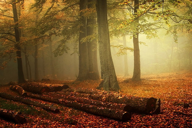 茶色と白の木造住宅、霧、森、自然、秋、葉、風景、木、朝、 HDデスクトップの壁紙