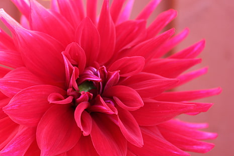 pink petal flower, pink, pink, bunga, makro, tanaman, Wallpaper HD HD wallpaper