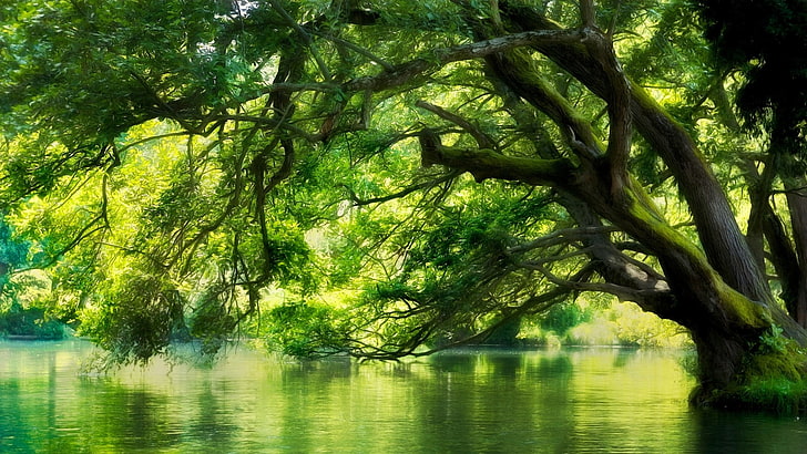 зеленые лиственные деревья, пейзаж, природа, река, македония, лес, зеленые, вода, деревья, мох, HDR, HD обои