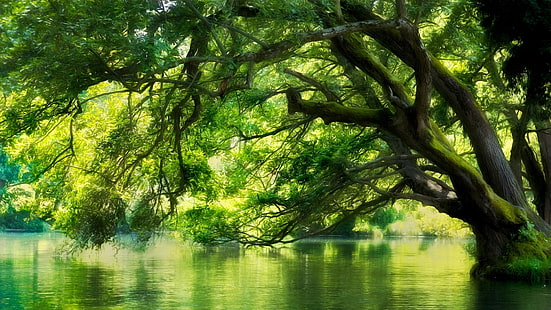 árvore folheada verde, paisagem, natureza, rio, Macedônia, floresta, verde, água, árvores, musgo, HDR, HD papel de parede HD wallpaper