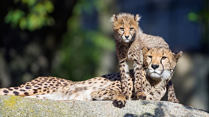 light, stone, baby, pair, Cheetah, cub, mom, two, lie, bokeh, cheetahs, HD wallpaper