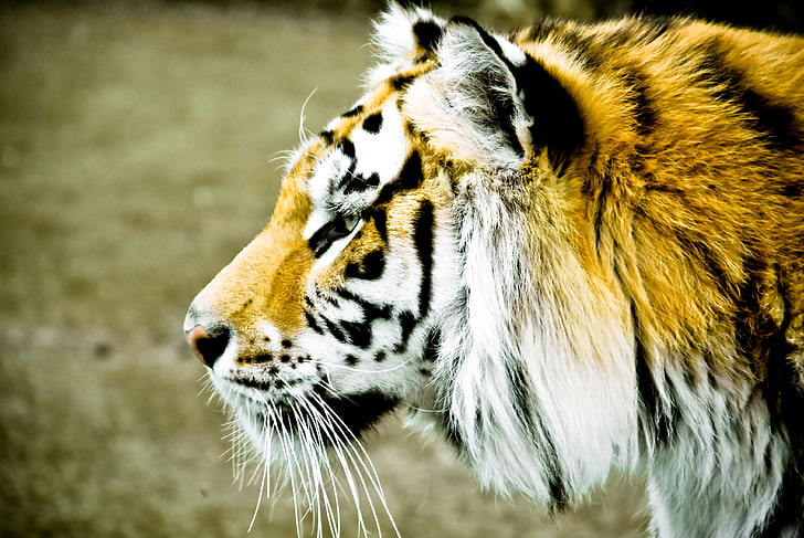 black and brown tiger, animals, face, tiger, background, widescreen, Wallpaper, blur, spot, profile, full screen, HD wallpapers, fullscreen, HD wallpaper