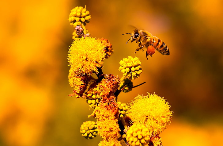 Hardworking, Animals, Insects, Nature, Flower, Yellow, Colors, Photography, Plant, Macro, California, Golden, Insect, Nectar, Working, Carrying, Closeup, Vivid, Focus, bee, Busy, wildlife, nikon, pollen, fauna, flora, unitedstates, losangeles, micro, honeybee, apoidea, pollinator, hard-working, HD wallpaper