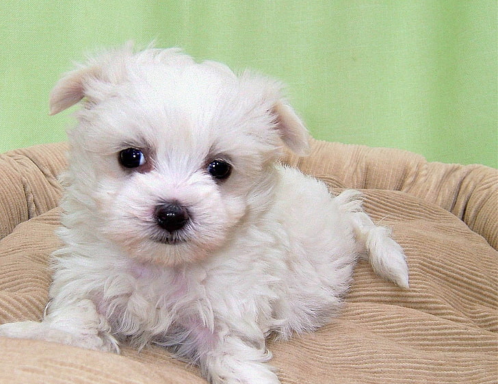 white Maltese puppy, dog, puppy, curly, HD wallpaper