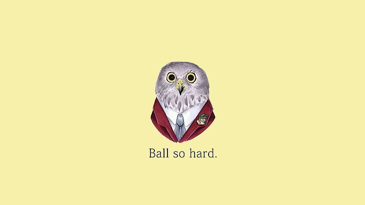simple background, typography, owl, HD wallpaper