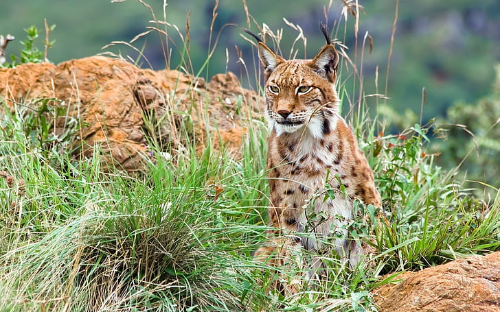 Рысь в диких кустах, Lynx, Wild, Кусты, HD обои