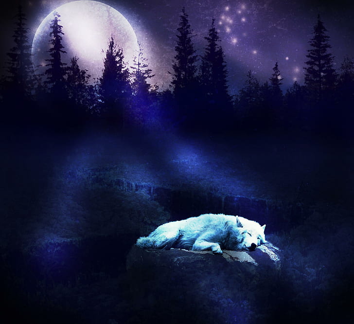 Sleeping In Moonlight, собаки, волки, белые, манипуляции, красивые, животные, лес, волки, пурпурные, луна, животные, HD обои
