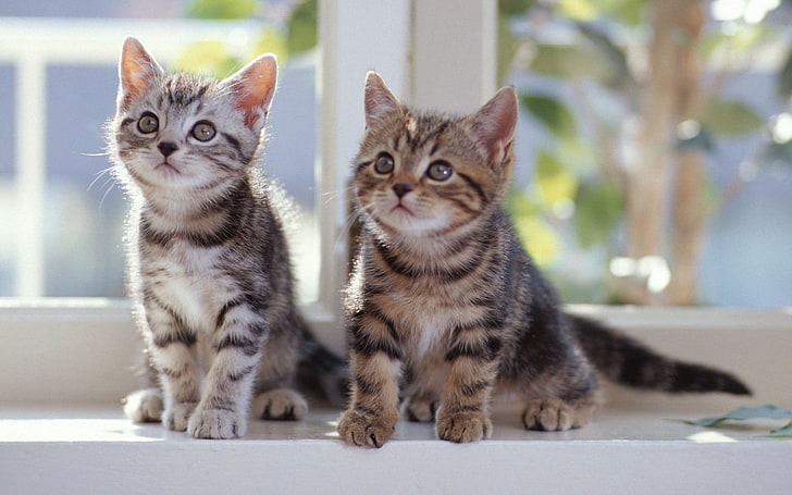 due gattini tabby marrone e grigio, gatto, animali, Sfondo HD