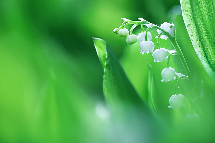 flor de pétalos blancos, macro, primavera, lirio de los valles, Fondo de pantalla HD
