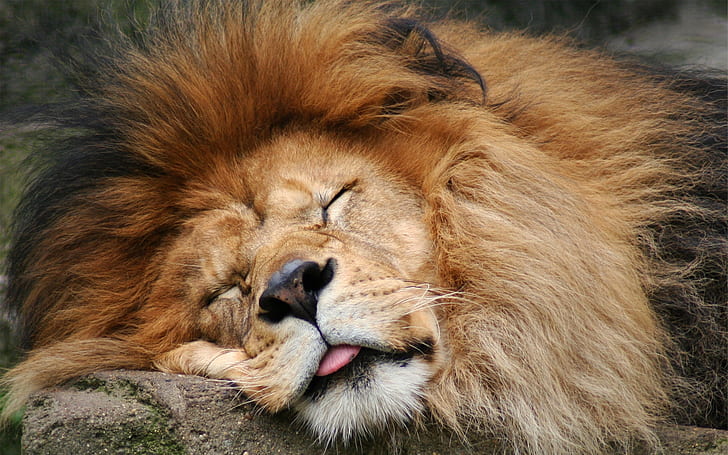 Lion Sleeping, adult lion, jungle, lion, HD wallpaper