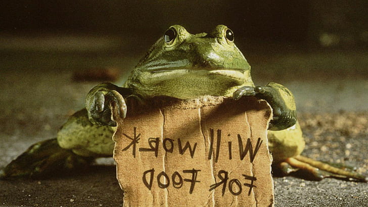 frog, funny, hD, HD wallpaper