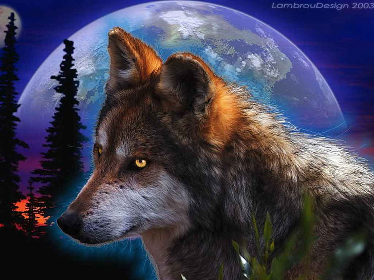 night wolf Wolf Animals Other HD Art , night, wolf, HD wallpaper